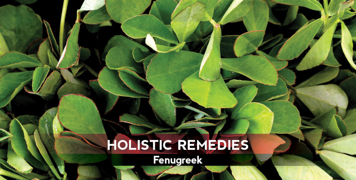 Fenugreek: The Breastfeeder’s Best Friend