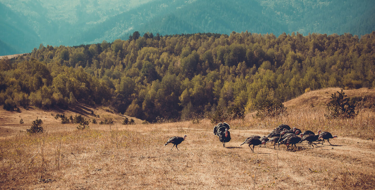 Turkey Nutrition