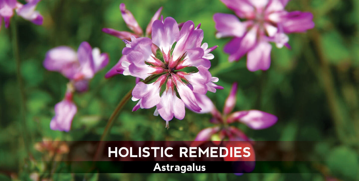 Astragalus: The Eastern Immune-Booster