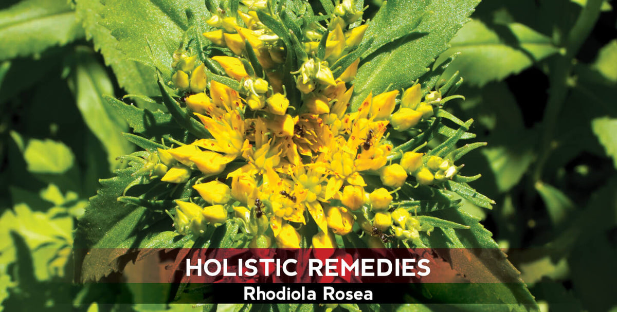 Rhodiola Rosea: The Fatigue-Fighter