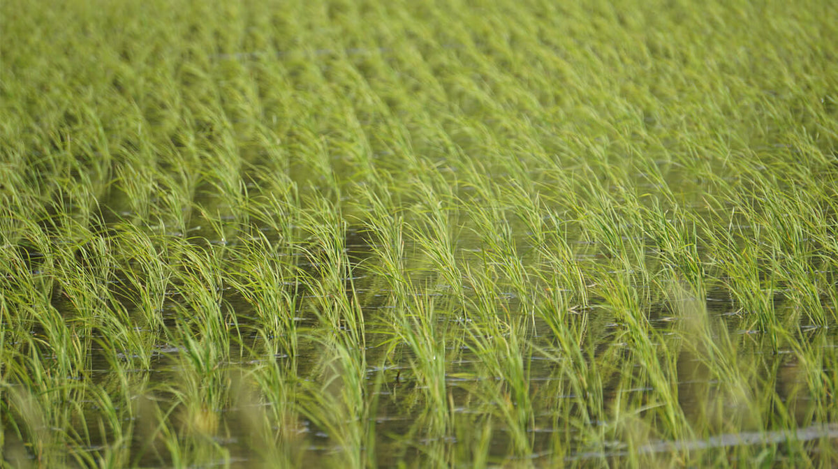 Brown Rice: Food of the Week