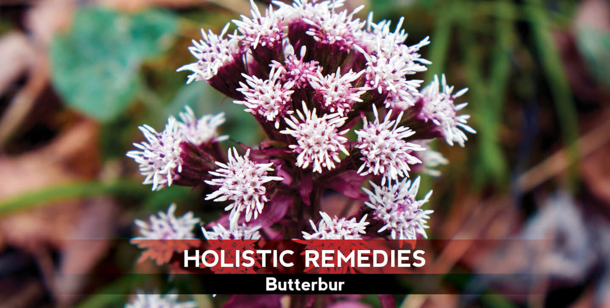 Butterbur: The Migraine Mitigator