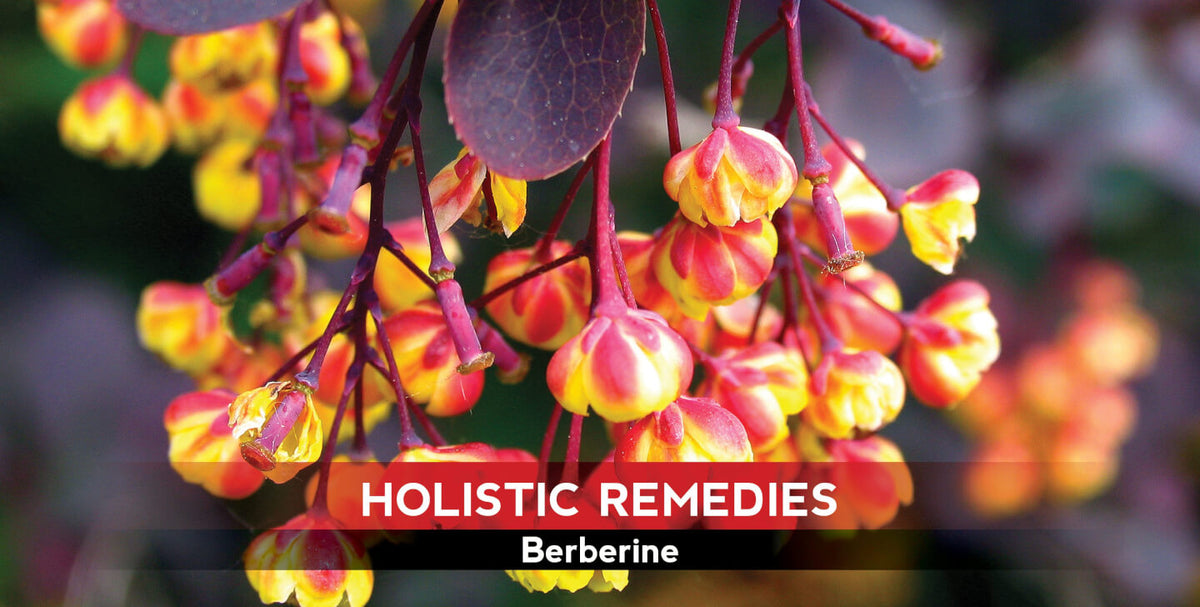 Berberine: The Gut-Friendly Anti-Diabetic