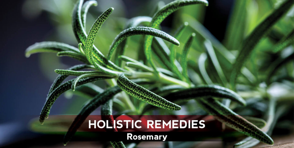 Rosemary: The Hormone-Balancing Brain Boost