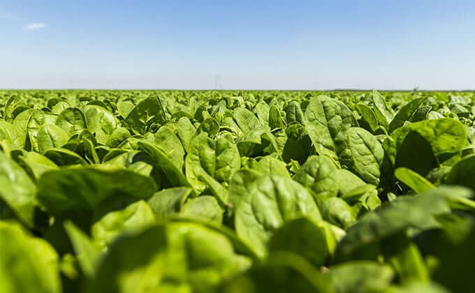 Spinach: Low Calorie, High Density